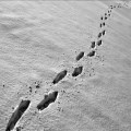 Slippers in the Snow